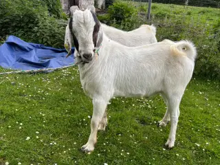 Boer gedebukke sælges/byttes