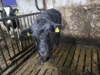 2 angus foldtyrer