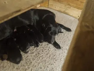 Formel 1 labrador 
