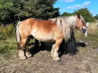 4 års jysk vallak, ca. 160 i stang med rødt pas
