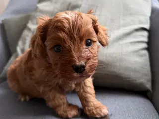 Cavapoo hvalpe søger nyt hjem!