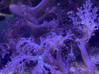 Koral saltvandsakvarie