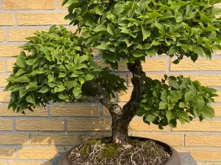 Bonsai. Dværg kork bark elm. 