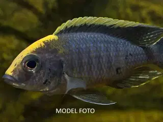 Malawi cichlider - F1 Aulonocara Maylandi, 11 stk.