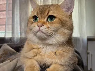 Han kat