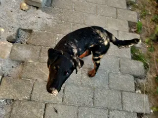 Tysk jagt Terrier 