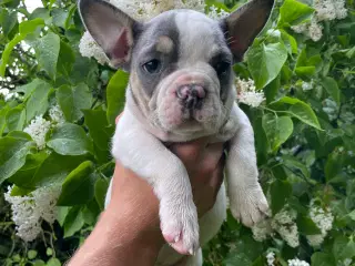 Franske bulldog hvalpe rejseklare NU 