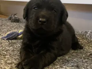 Labrador hvalpe med stamtavle