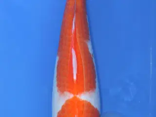 Koi - Kuhaku - Chargoi - Showa 