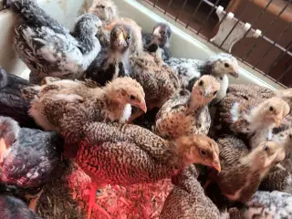 Dværg wayndotte kyllinger 30 styk 3 uger