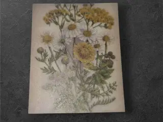 Botanisk Illustration – Naturens ynde i miniature