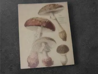 Papirark med detaljerede svampemotiver