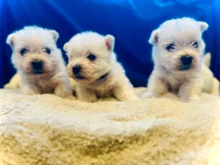 West highland White terrier