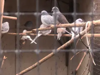 Et par diamant duet