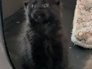 Maine coon killinger med stambøger 