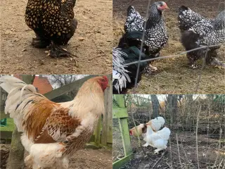 Brahma rugeæg fra 3 stammer