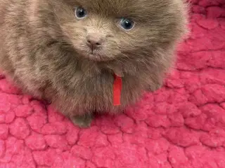 💜 100% Pomerania – Sjældne Lilla & Merle Skønhede