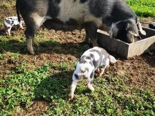 Sortbroget Dansk Landrace