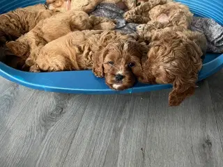 Cavapoo hvalpe 