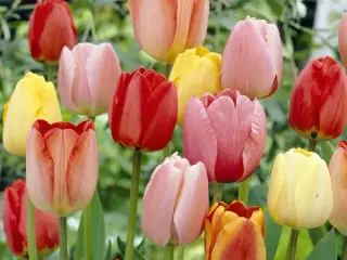Darwin Hybrid, mix – Tulipanløg