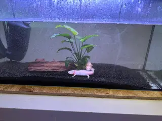 Axolotl 2 stk 