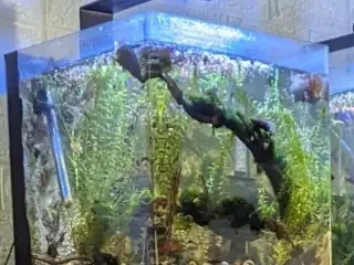 Akvarium 60 Liter