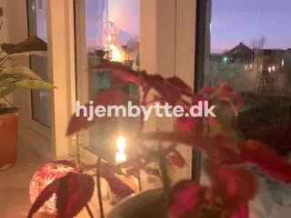 Hjembytte - Åbyvej