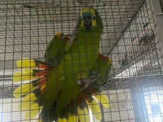 Blåpandet Amazon papegøje