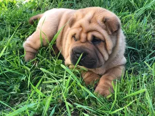 Shar pei hvalpe