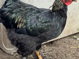 Brahma Haner