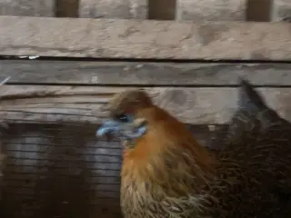 Silkehøns blandinger 