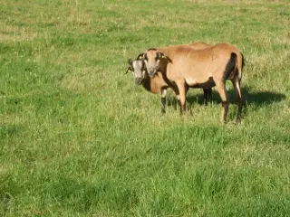 Cameroun får