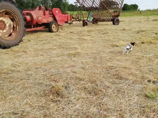 Massey Ferguson Presser til små baller