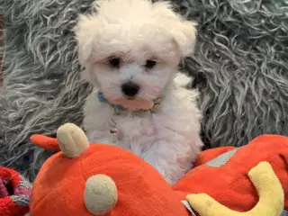 De smukkeste Maltichon babyer