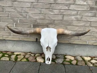 90 cm kranie med horn fra Skotsk Højlandskvæg