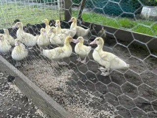 Ænder 
