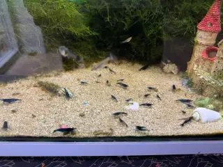 Blue dream neocaridina rejer