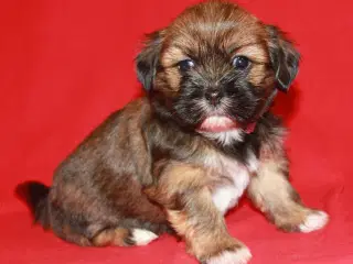 Lhasa Apso hvalpe