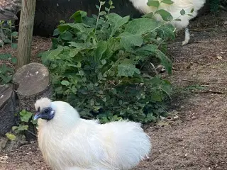 5 Silke og Mille Fleur høns
