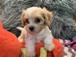Mini cavapoo babyer F1