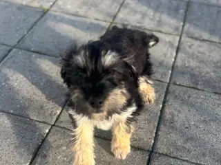 Sød malteser hvalp til salg 🐶