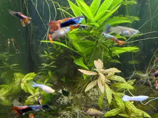 Voksne guppy, 2stk.
