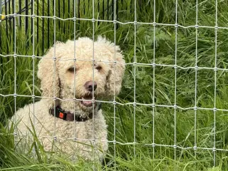 🐾 Eddie Doodldoodl  Søger voksen familie 🐾