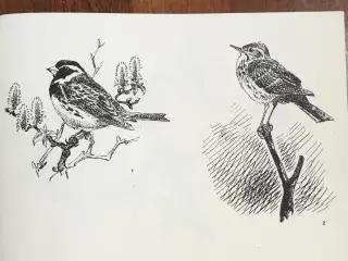 Fuglemotiver til porcelænsmaling