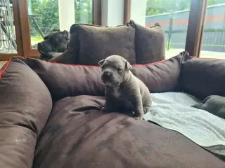 American Bully Pocket - hvalpe 