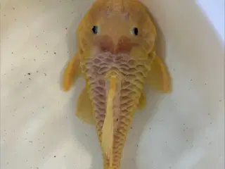 L056 Yellow Rubber Pleco