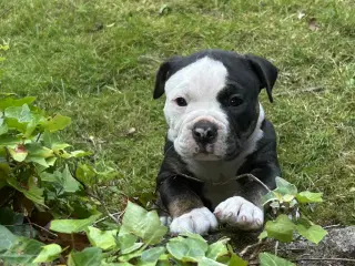 New english bulldog