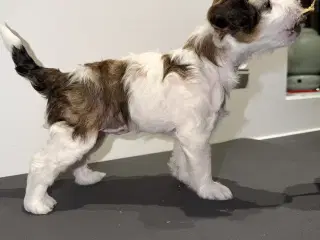 Chinese crested/Kinesisk hårløs, allergivenlige