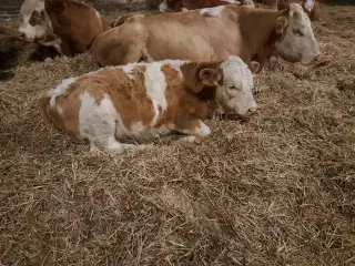 Simmentaler kalve