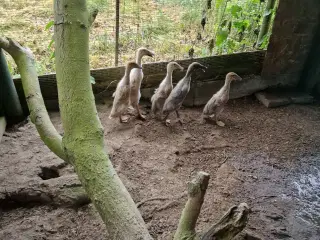 5 løbeænder 